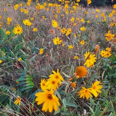 Helianthus occidentalis