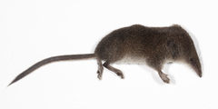 Sorex cinereus