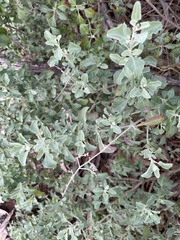 Rhagodia candolleana
