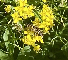 Helophilus latifrons