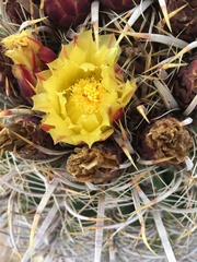 Ferocactus cylindraceus