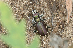 Cicindela scutellaris lecontei