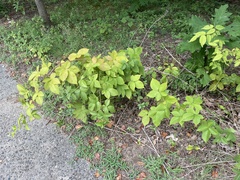Rubus