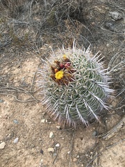 Ferocactus cylindraceus