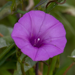 Ipomoea cordatotriloba