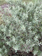 Rhagodia candolleana