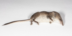 Sorex cinereus