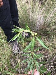 Stillingia sylvatica