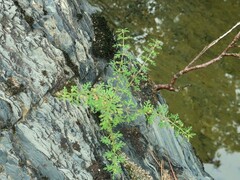 Leucospora multifida