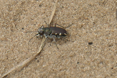 Cicindela scutellaris lecontei