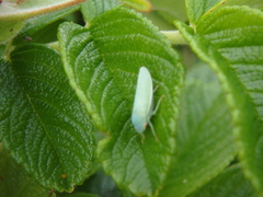 Krisnini