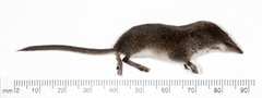 Sorex cinereus