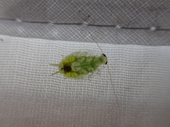 Mediastinia