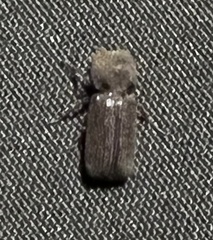 Apatides fortis