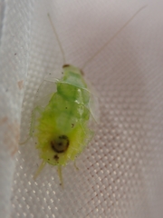 Mediastinia