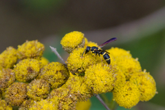 Parancistrocerus perennis