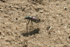 Cicindela scutellaris lecontei