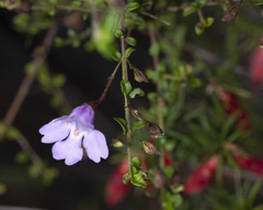 Prostanthera spinosa