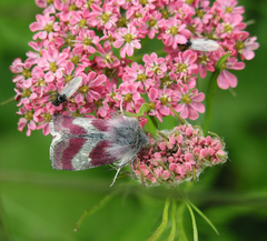 Chaerophyllum roseum