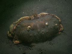 Metacarcinus magister