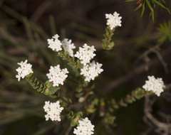 Pimelea glauca