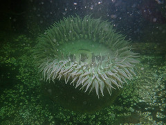 Anthopleura xanthogrammica