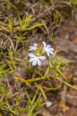 Scaevola linearis