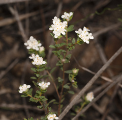 Pimelea glauca