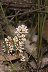 Lomandra juncea