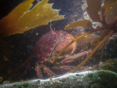 Romaleon antennarium