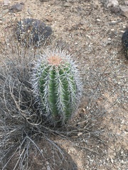 Carnegiea gigantea