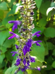 Salvia mexicana
