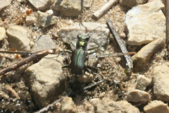 Cicindela scutellaris lecontei