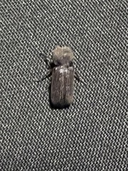 Apatides fortis
