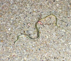 Thamnophis proximus orarius