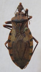 Panstrongylus geniculatus