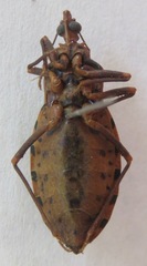 Panstrongylus geniculatus
