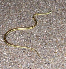 Thamnophis proximus orarius