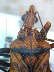 Panstrongylus geniculatus