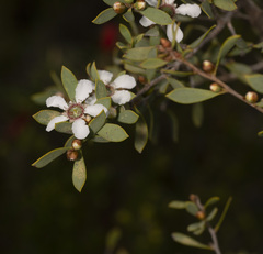 Leptospermum coriaceum
