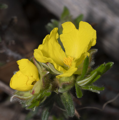 Hibbertia platyphylla