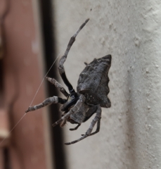 Parawixia