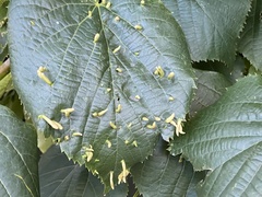 Eriophyes tiliae