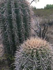 Carnegiea gigantea