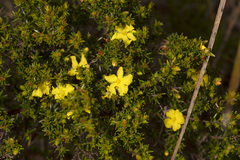 Hibbertia devitata