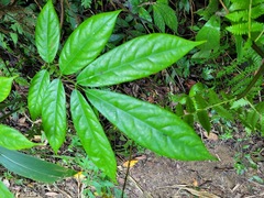 Millettia pachycarpa