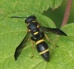Parancistrocerus