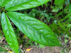 Millettia pachycarpa