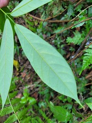 Millettia pachycarpa