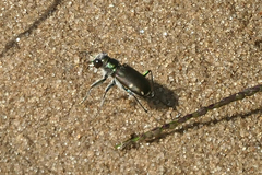 Cicindela scutellaris lecontei